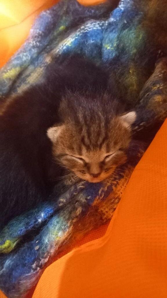 Один из крох. 