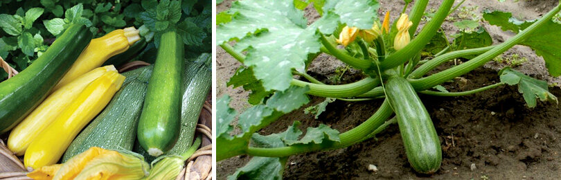 Heirloom climbing summer squash trombetta di albenga seeds 5 Etsy
