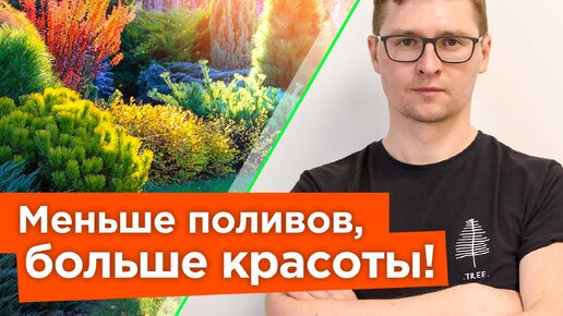 5 красивых кустарников, которые выдержат палящее солнце и засуху!