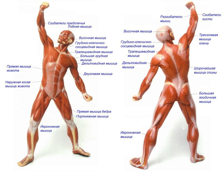 Какие группы мышцы лучше тренировать. Строение тела мышцы название. Перечислите основные группы мышц тела человека.. Мышечная система человека строение мышц. Мышцы тела человека анатомия.