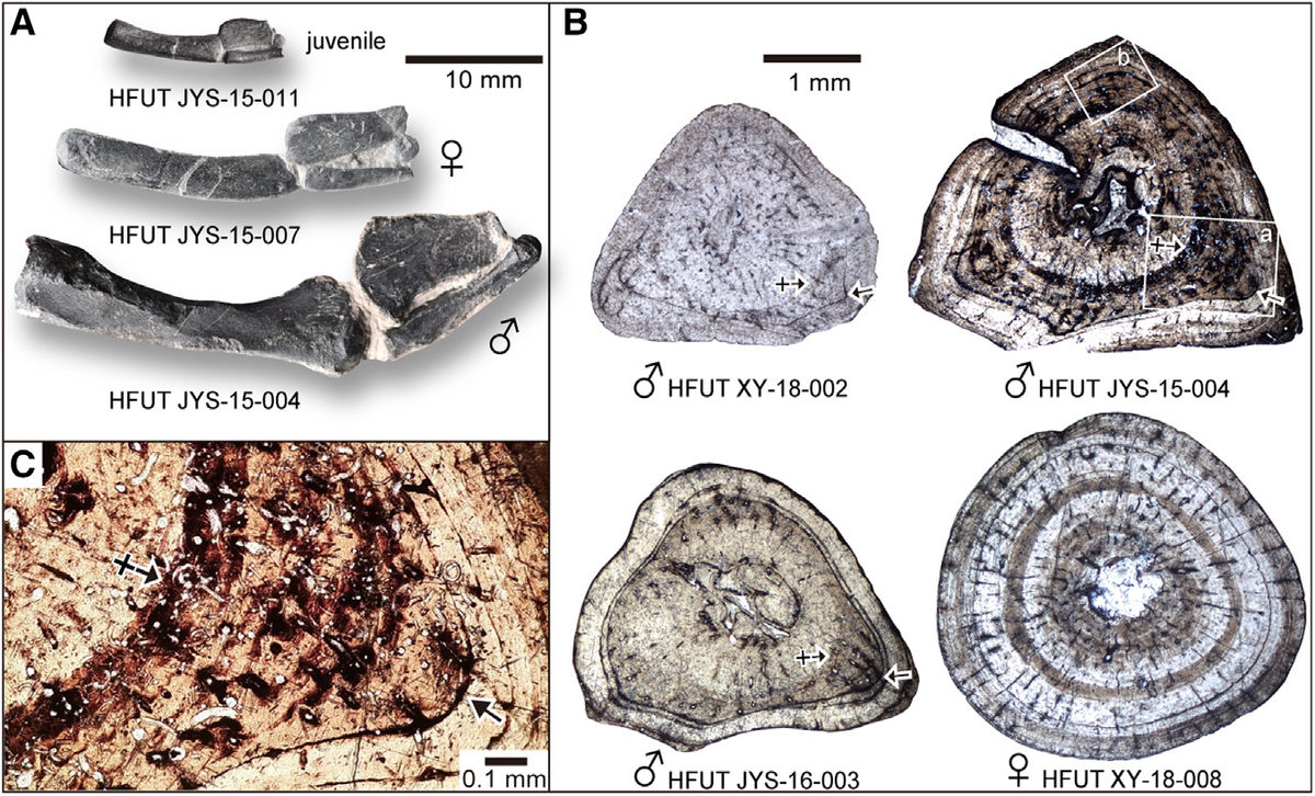   Qiang Li et al. / Current Biology, 2023