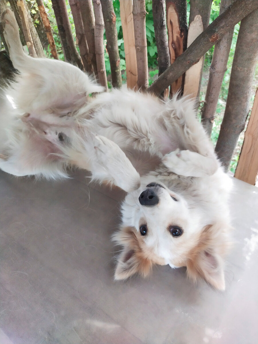 Милая Свиневра