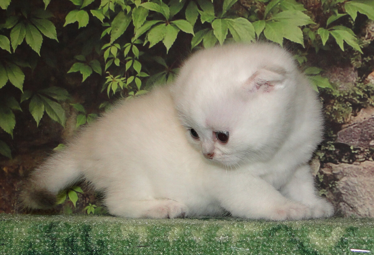 Кошечка Принцесса