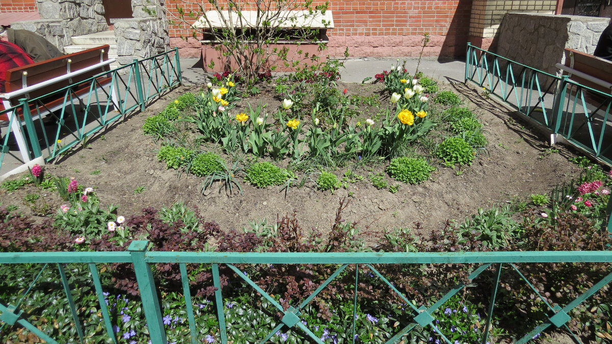 14.05.2022. На переднем плане цветущий барвинок под кустами барбариса Тунберга