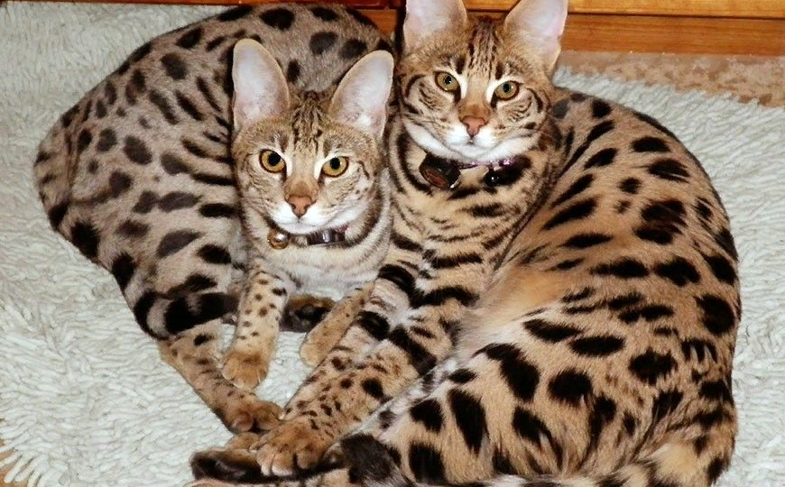 😺Самые дорогие кошки в мире