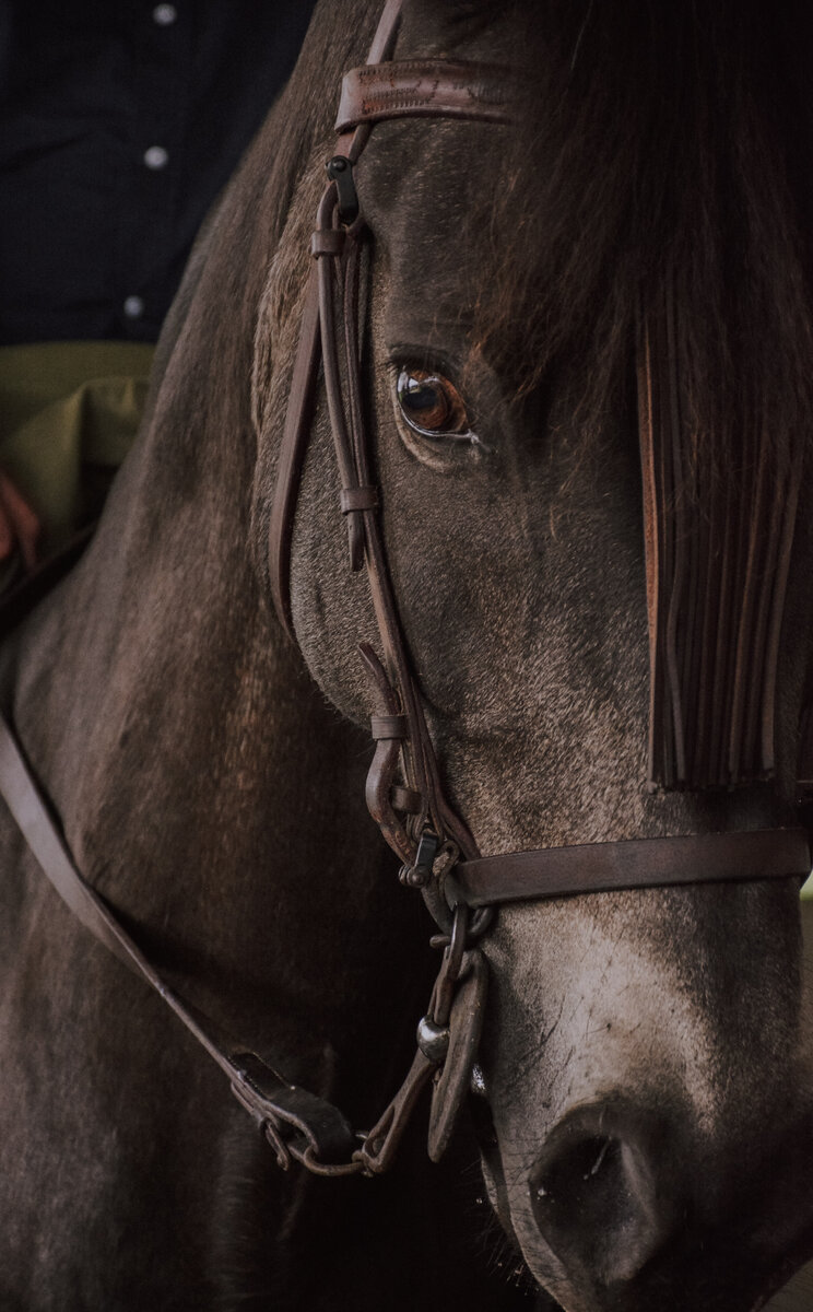 Лошадь и конь. Тюркизмы в русском языке