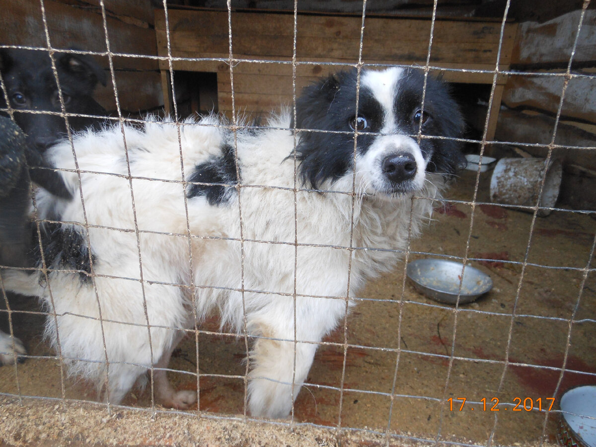Арчи (в то время - Малыш). Фото из Бобруйской усыпалки