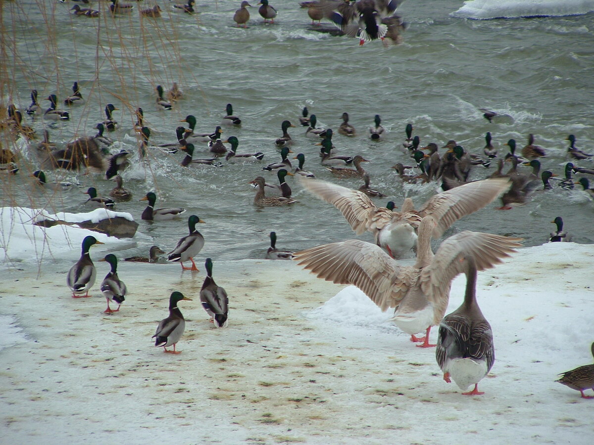 Птица озеры. Птицы на Озерах. Зима птицы. Утки. Птицы в Озерах Северной Америки.