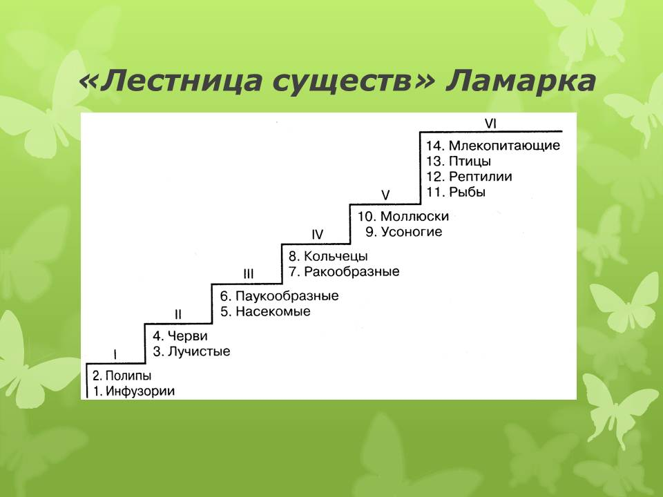 Жизнь 9 классам. Жан Батист Ламарк лестница существ. Классификация животных по Ламарку. Градация Ламарка ступеньки. Эволюционная теория Ламарка лестница