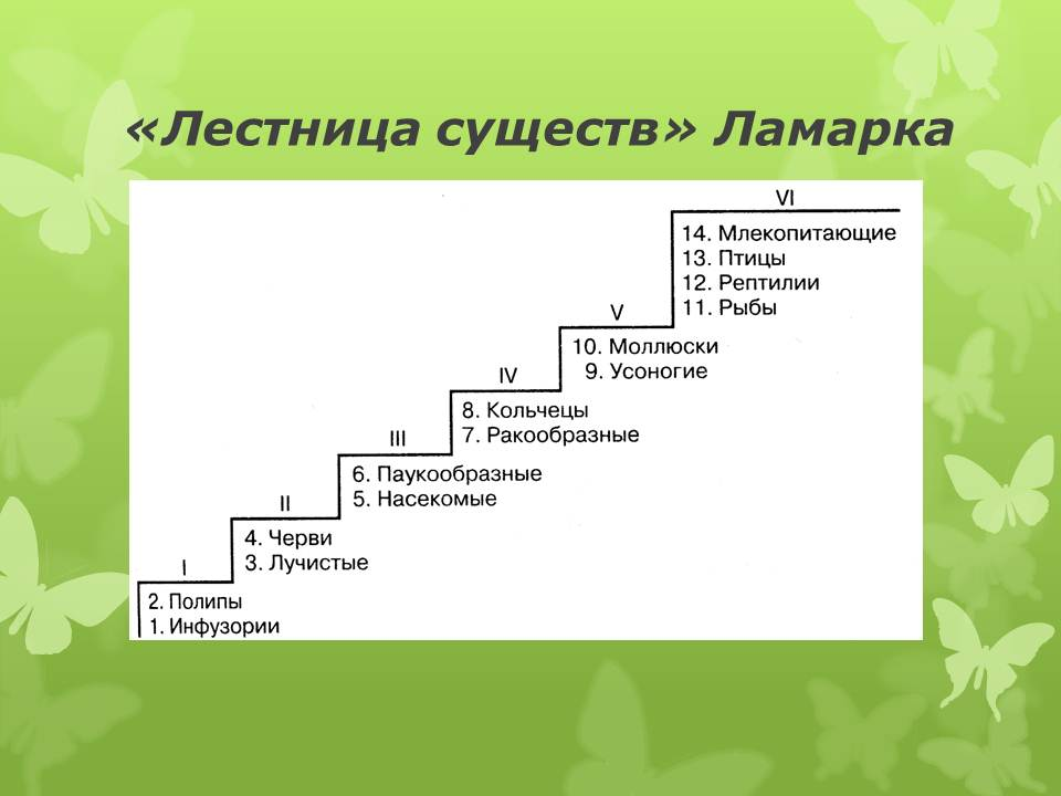 Составить ступень. Жан Батист Ламарк лестница существ. Классификация животных по Ламарку. Градация Ламарка ступеньки. Эволюционная теория Ламарка лестница.