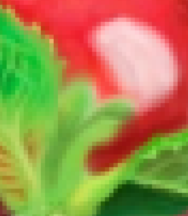 Изображение из личного архива: А это пример тех самых пикселей, вот эти квадратики, идущие ступенькой и в ряды образуют изображение