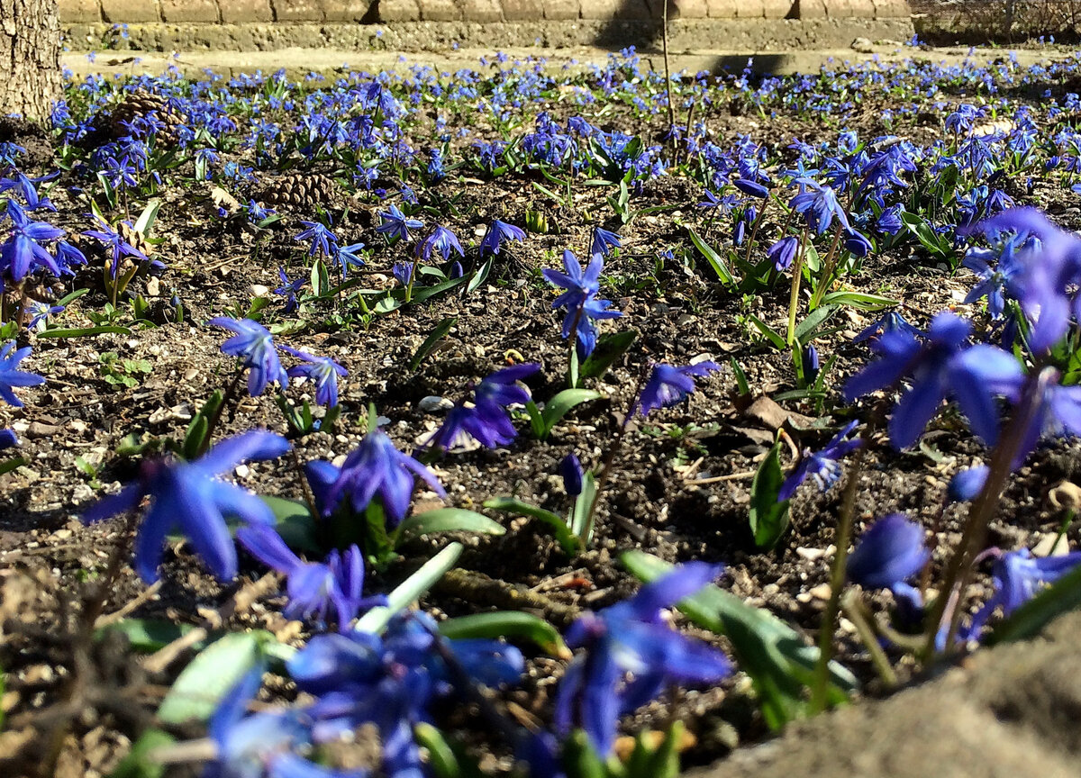 Фото сделано 3 марта 2020 года. Синие цветы - Пролески, их много и они уже большие! А усыпали они в тот год наш цветник ещё в конце февраля.