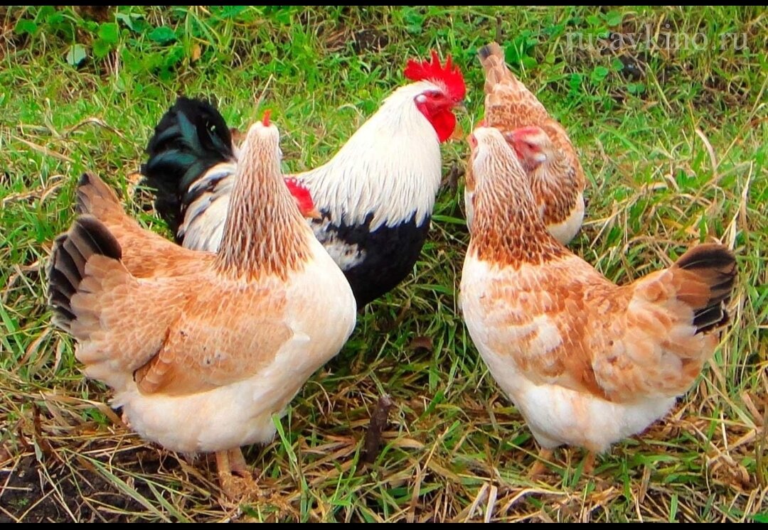 

1. Биовит 
Кормовой антибиотик, способен предотвратить инфекционные патологии у кур. Это коричневатый порошок, выпускается в специальных полимерных пакетах или крафт-мешках по 0,025-25 кг, в жидкости не растворяется. Курам требуется давать Биовит в расчете: 0,63 г на 1 кг массы, добавляя в пищу в течение 5-20 дней, единожды в день. 
 
2. Биомицин 
Препарат обладает широким спектром действия, поскольку может справляться одновременно и с бактериями и с вирусами. Купить можно в аптеке в форме инъекций или порошка. Применяется Биомицин непосредственно с сульфаниламидами, способствующими усиливать его эффект. Используется при возникновении микоплазмоза, гриппа, кокцидиоза, пастереллеза. Если применять Биомицин внутримышечно, для одной взрослой курицы нужно использовать 2 мл жидкости на 2-3 мг препарата. Курс — неделя, при трехразовой инъекции в сутки. Также можно пропаивать несушек 3 раза в сутки, разбавив 1 мг медпрепарата в литре жидкости. В этом случае терапия должна производиться от 3 до 5 суток. Что касается противопоказаний, то превышение курса лечения может привести к интоксикации кур. 
 
3. Сульфадимезин 
Препарат применяется при развитии сальмонеллеза, пастереллеза, кокцидиоза, тифа и пуллороза. Преимущество лекарства — прекрасно всасывается кровяной системой и почти не обладает побочными действиями. Порошок светло-желтого цвета, можно использовать для пропаивания кур. Или добавлять в пищу из расчета: 0,05 г на одну курицу. 
 
4. Фуразолидон 
Главное назначение антибиотика — борьба с инфекцией в кишечнике. Эффективен при терапии сальмонеллеза, кокцидиоза, пастереллеза. Дозы: для цыплят в первые дни жизни и до 10 дней надо использовать 0,02 мг (доза на 10 особей); молодым курочкам до 30 дней доза не должна превосходить 0,03 мг; несушкам можно увеличить до 0,04 мг. Прописанная дозировка рассчитана на день, поэтому ее нужно распределить на 3 приема с промежутков в 7 часов. Курс — не более 10 дней. 
 
5. Левомицетин 
Лекарство широкого спектра действия, позволяющее избавить кур от сальмонеллеза, ларинготрахеита, гриппа, инфекций ЖКТ. Продается в форме порошка, горьковатого привкуса, растворимо в жидкости. Но все же рекомендуется его подмешивать в пищу, поскольку из-за вкуса куры могут отказаться от воды. Дают курам левомицетин в расчете: на 1 кг массы курицы — 30 г. 
 
6. Хлортетрациклин 
Если куры заболели микоплазмозом, для терапии рекомендуется использовать Хлортетрациклин. Также он подходит, как стимулятор роста. Медикамент нужно развести жидкостью из расчета: 40 г на 1 кг массы курицы. Дают трижды в сутки. Также лекарство для кур можно применять внутримышечно, но тогда доза не должна превышать 1 мг на 2 кг массы птицы. Курс — 7 дней. Но при наличии симптомов болезни надо сделать трехдневный перерыв, после повторить курс. 
 
7. Авидокс 
В случае появления у кур инфекции в кишечнике, нужно приобрести в аптеках Авидокс. Лекарство можно дать и в качестве профилактики. Добавляют в пищу из расчета: 2 г на 1 кг еды. Или разбавляют в жидкости: 1 г на литр. Курс — не более 5 дней. Если не придерживаться указанной дозировки у кур может возникнуть дисбактериоз. Имеет малую токсичность, но при этом борется с сальмонеллезом, лептоспирозом, пастереллезом, микоплазмозом. Кур выпаивают в течение 5 дней раствором из 10 мг лекарства, разведенного в литре жидкости. Если придерживаться дозировки, ЖКТ птиц не пострадает. 
 
8. Тетрациклин 
Тетрациклин для кур предусматривает профилактику и терапию птицы, инфицированной патогенными бактериями. Также используется для скорого роста. Тетрациклиновый препарат продается в форме кристаллов, имеющих светло-желтый цвет. Преимущество — благоприятно влияет на пищеварение кур. Опишем, как давать курам тетрациклин. Подходит антибиотик для цыплят и взрослых кур. Птицам выдают 20-50 г лекарства, разведенного в воде — так он улучшает лечебные свойства. Курс — не более недели. 
 
9. Эритромицин 
Горький белесый порошок, без запаха. На литр жидкости — 2 г лекарства. Выводится естественным путем. Эффективен в борьбе с микробами и вирусами, уничтожает кокковые формы микроорганизмов. 
 
10. Трихопол 
Используется в терапии и профилактике кокцидиоза, гистомоноза, лямблиоза, трихомоноза у кур. Добавляется в питье или пищу. Дозировка для профилактики: 0,5 г порошка или 2 таблетки на 1 кг еды. Или 1 г на 5 литров жидкости. Терапевтические дозы: 1,5 г порошка или 6 таблеток на 1 кг пищи. Если разбавлять Трихопол в жидкости, то на 5 литров понадобится 3 г. Курс — 9 дней, затем переходят на профилактическую дозу. 
 
11. Байтрил 
Для кур подходит Байтрил с концентрацией 10%, для ликвидации патогенных бактерий на начальных этапах их развития. Доза: 0,5 мл на литр жидкости. Максимальный курс — 5 дней, минимальный — 3. Побочные действия — аллергическая реакция, а также жидкий стул. После применения антибиотика куриное мясо можно есть спустя 11 дней по окончанию терапии. 
 
12. Дитрим 
Предназначен для ликвидации стафилококков, стрептококков и клебсиеллов. 1 мл медикамента разводят в литре жидкости и дают курам от 3 дней до недели. 
 
13. Энрофлон 
Используется при наличии у кур микоплазмы или пневмонии, а также для ликвидации стафилококков или стрептококков. Курс терапии — 5 дней, профилактики — не более 3. 
 
12. Тромексин 
Подходит для терапии патологий дыхательной системы и инфекций ЖКТ. Преимущество — безопасно для цыплят. Нельзя давать несушкам, только бройлерам. На 10 взрослых или 20 молодых кур в первые сутки выдают 2 г медикамента, разведенных в 2 литрах жидкости. Доза на 2-3 сутки: 1 г на литр жидкости. Затем идет четырехдневный перерыв, после — повтор курса. 
 
Теперь поговорим о том, через какое время можно употреблять в пищу куриное мясо, если производились профилактика или терапия антибиотиками. Возобновление вкусовых качеств мяса происходит примерно через 21 день, а полное выведение препарата — только через месяц. Яйца можно кушать не раньше, чем через неделю после прекращения курса лекарств. Для безопасности тушку приобретенных или пролеченных кур лучше дополнительно обработать. Тушку отварить, а бульон вылить. Только после этого можно приступить к готовке блюд. Следует вынуть у птицы внутренние органы, поскольку именно в них накапливается основная часть антибиотиков. Желательно также удалить кожу и гузку.