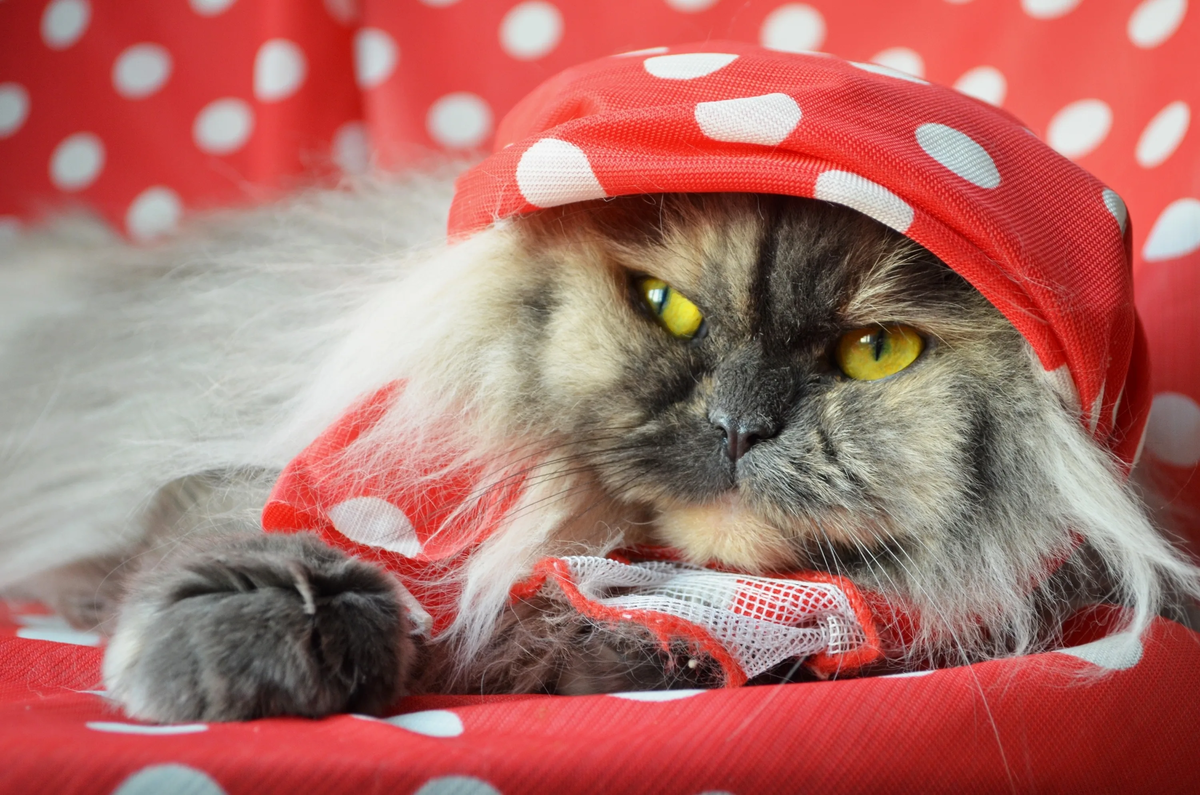 😻Весёлые котики поздравляют с 8 марта и дарят хорошее настроение!