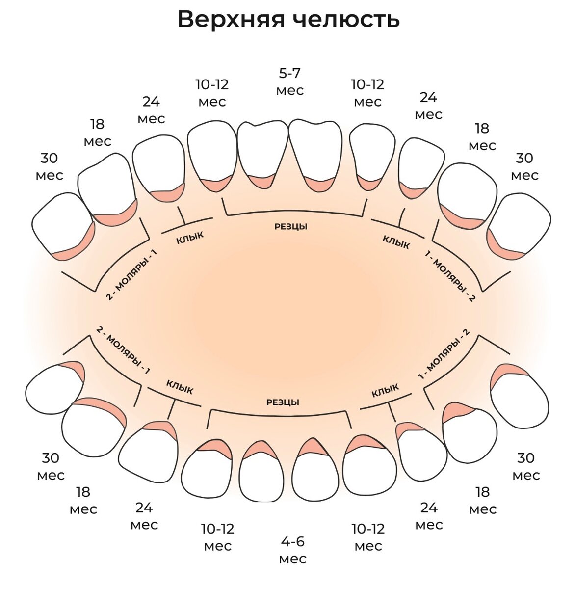 Схема выпадения молочных зубов по возрасту - TouristMaps.ru