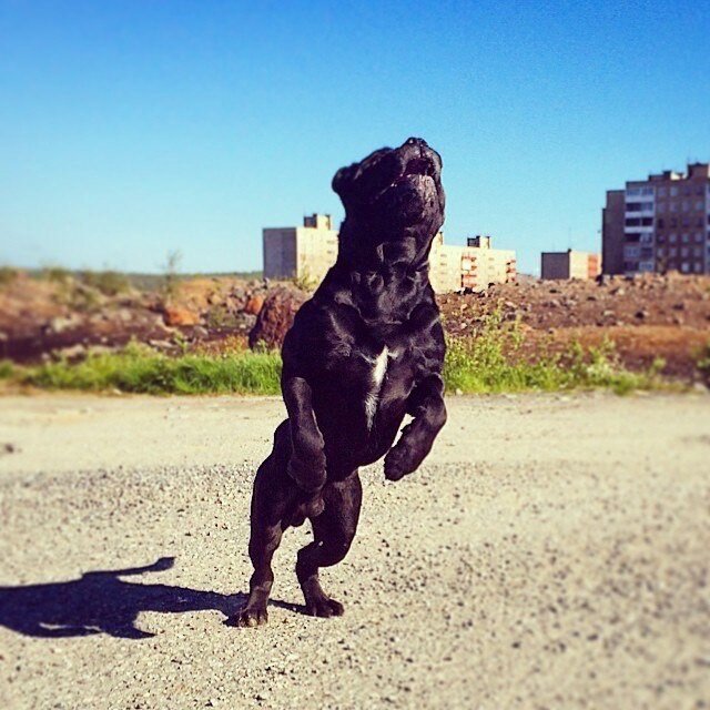 наш Корсюша