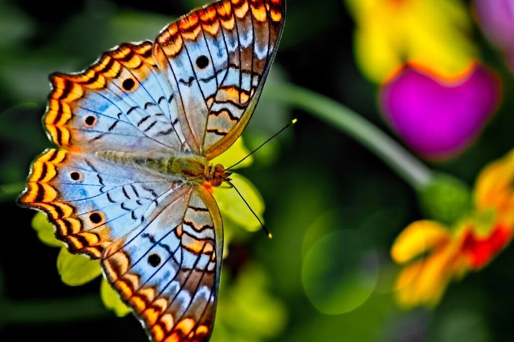     Бабочки «подсказали» экологичную замену традиционным красителям