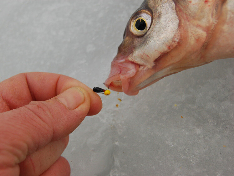     Фото: Яншевского Андрея.