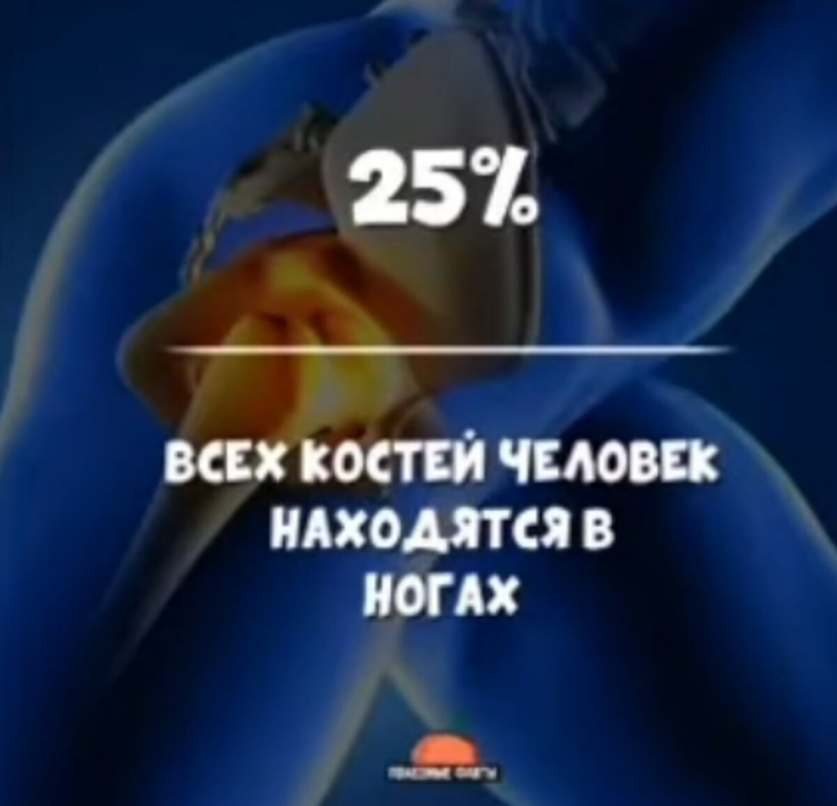 Факт 14