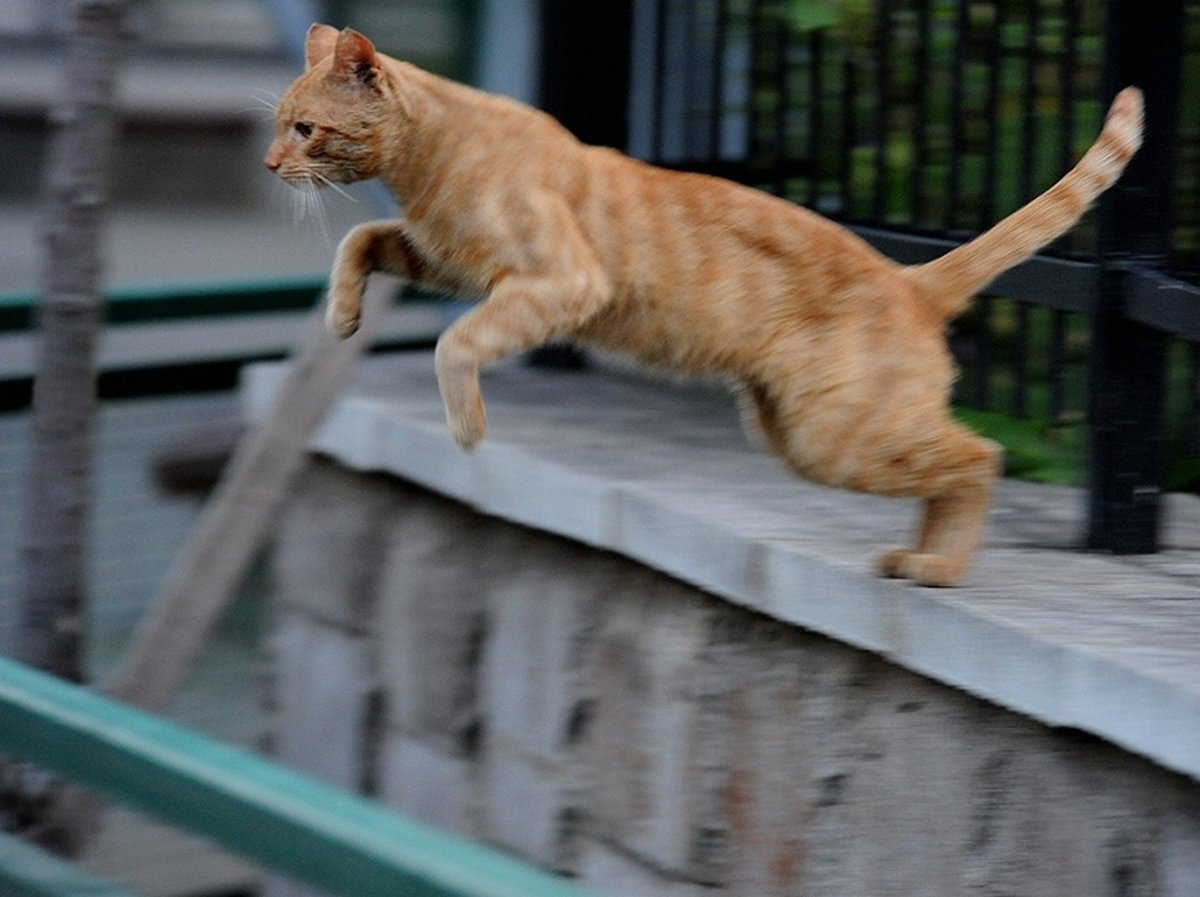 Кошка в прыжке. Рыжий кот в прыжке. Рыжая кошка в прыжке. Рыжий кот прыгает.