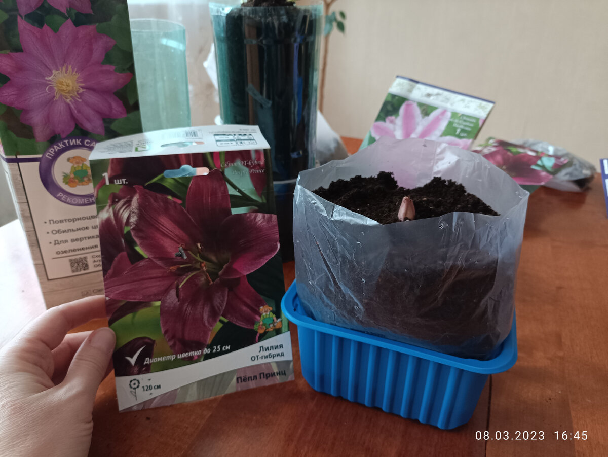 Лилия Пепл Принц