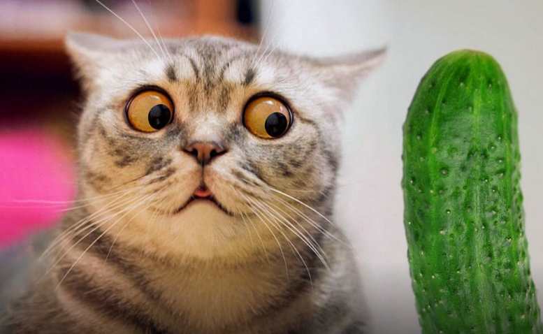 Коты боятся не огурцов самих по себе, а неожиданного появления объекта за их спиной