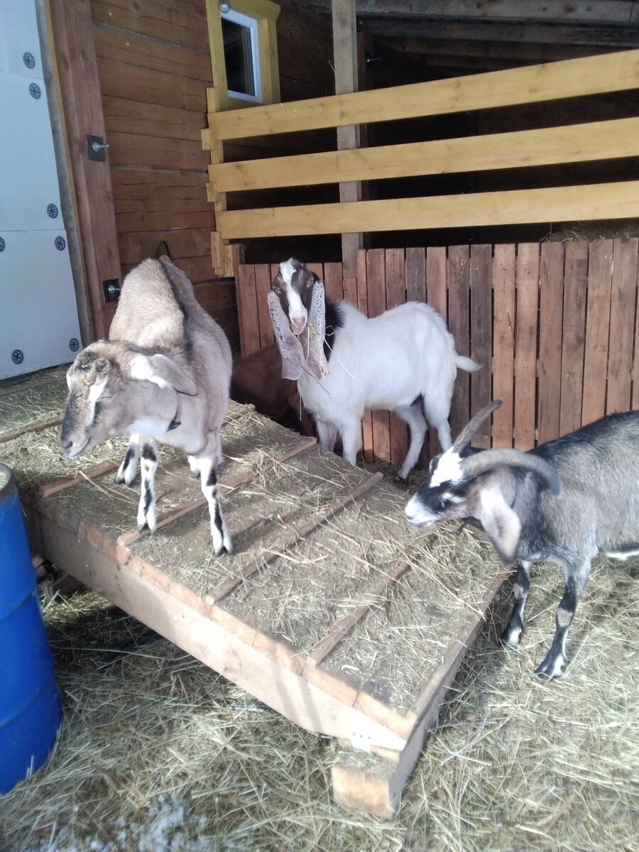 Фото автора. 