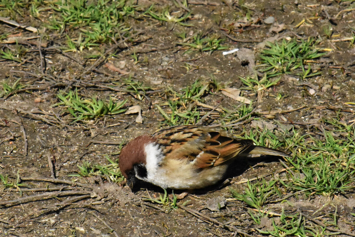 Полевой воробей