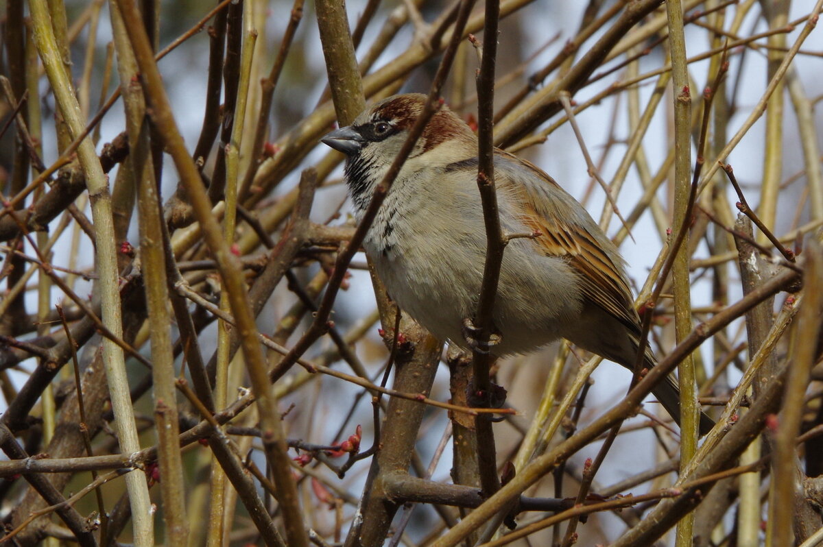 А это домовый