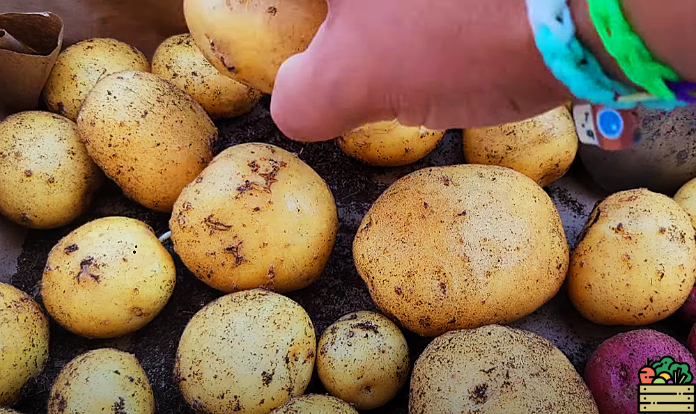 Какой урожай картошки. Картошка. Урожай картофеля. Картофель куст. Большой урожай картошки.