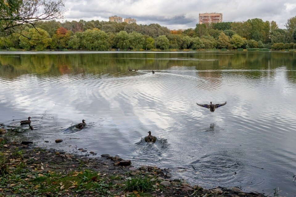     В Ростовской области зафиксировали гибель двадцати уток Михаил ФРОЛОВ