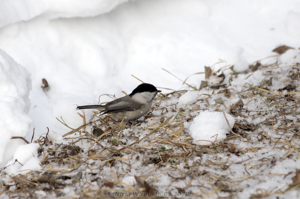 1. Пухляк на обочине © NickFW.ru - 26.02.2020г.