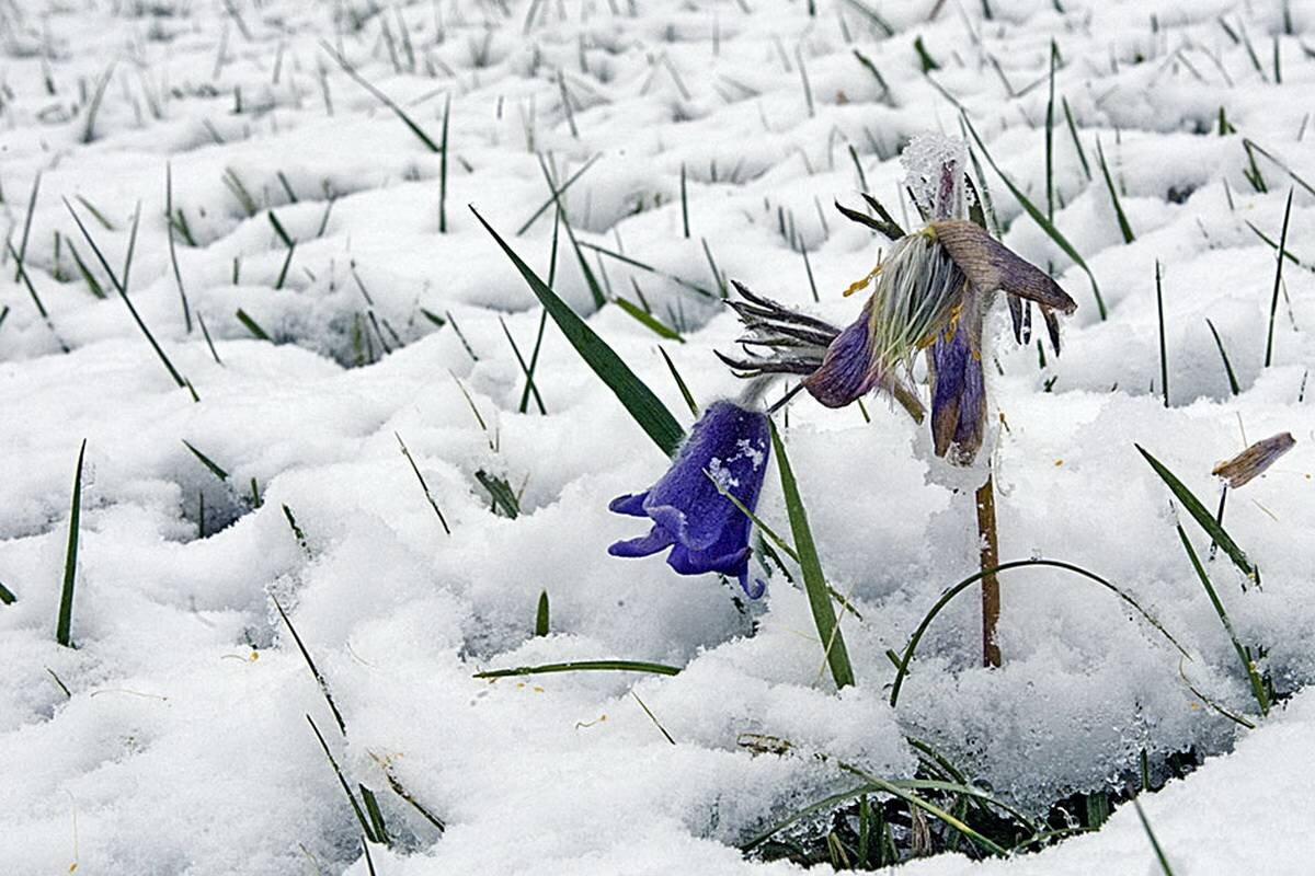 Ждем весну раннюю. Подснежники в снегу. Цветы из под снега.