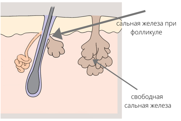 Как убрать сальные нити на носу