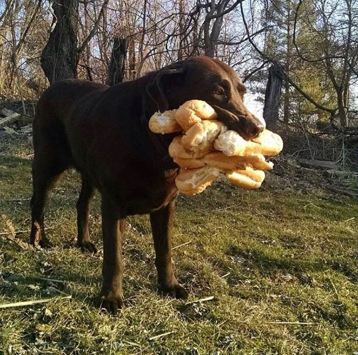     SpoopySpagooter