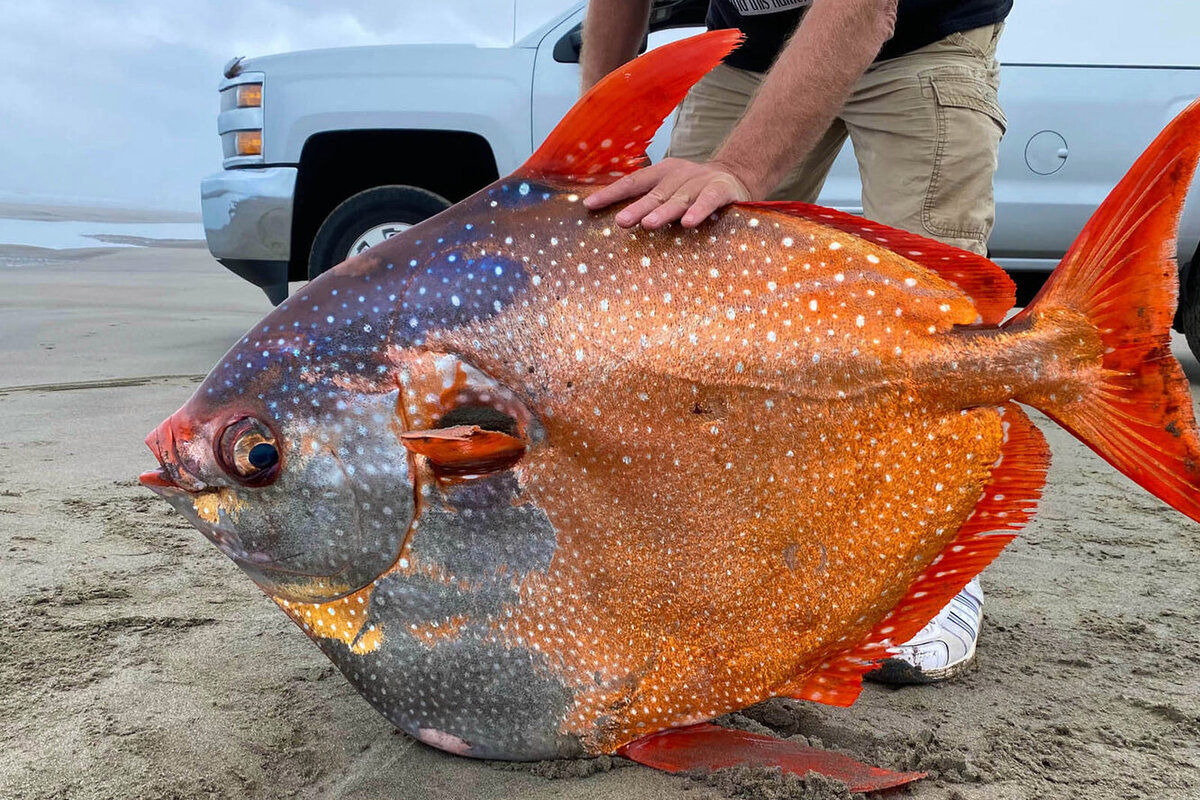 Океаническая солнечная рыба