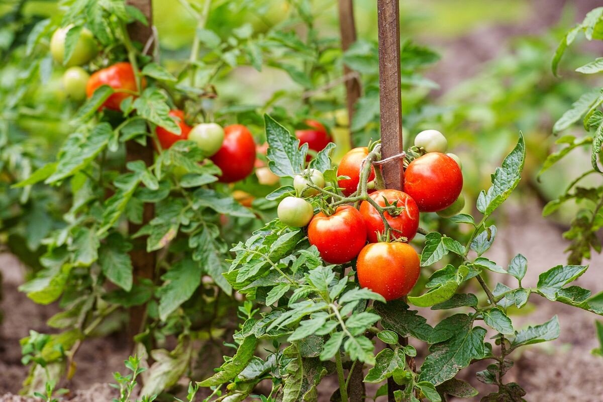 Planta de tomate pequeña