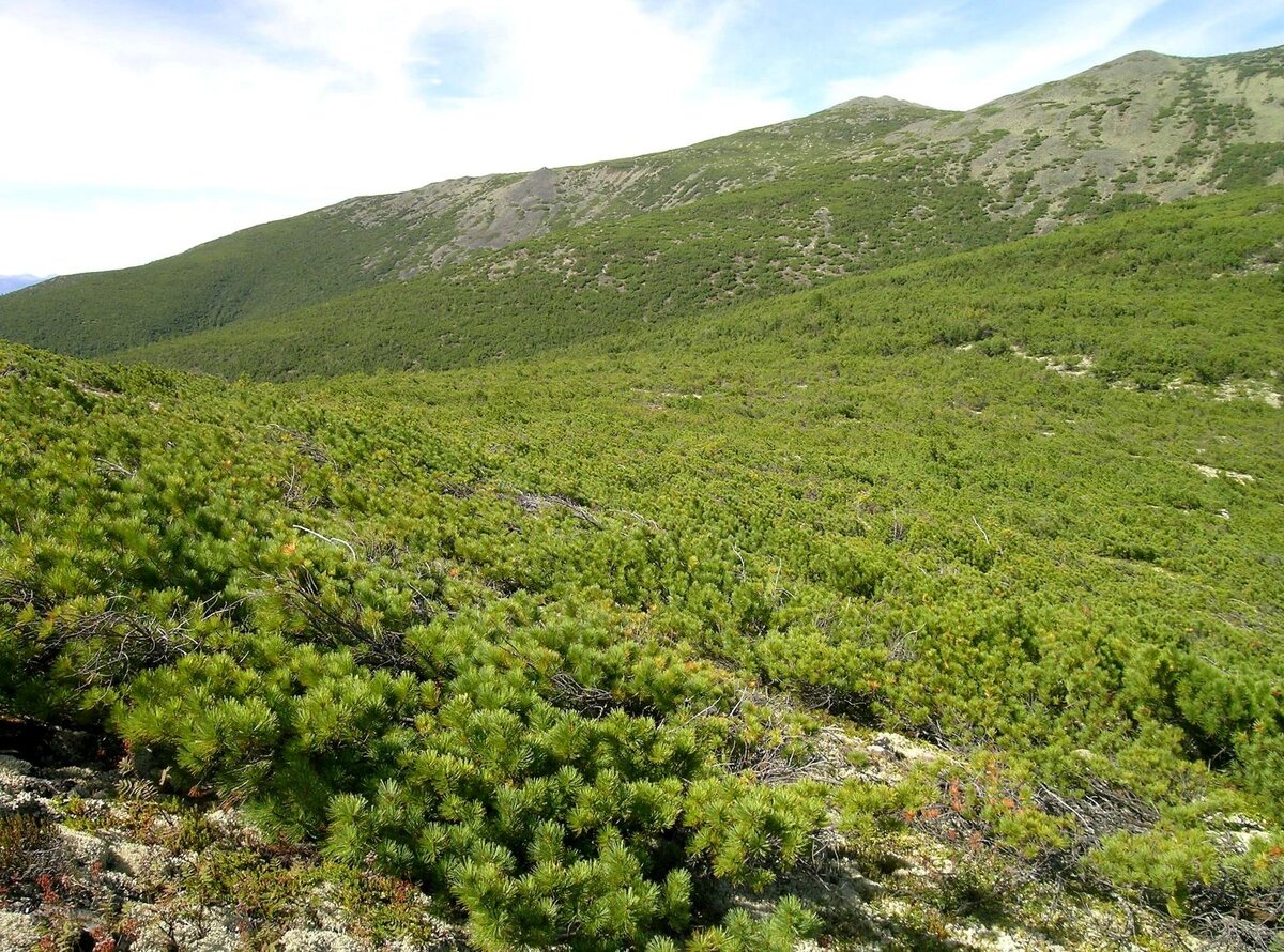 Кустарники Забайкальского края