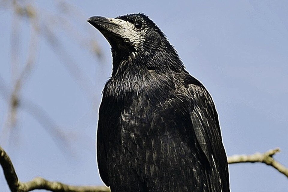     День Герасима Грачевника отмечают 17 марта - собрали запреты и приметы. Фото: GLOBAL LOOK PRESS