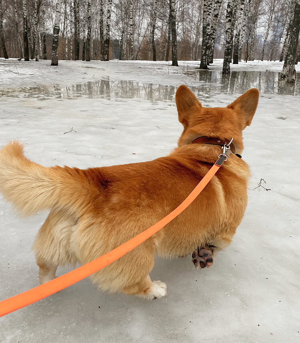 Корги Бильбо на прогулке в парке