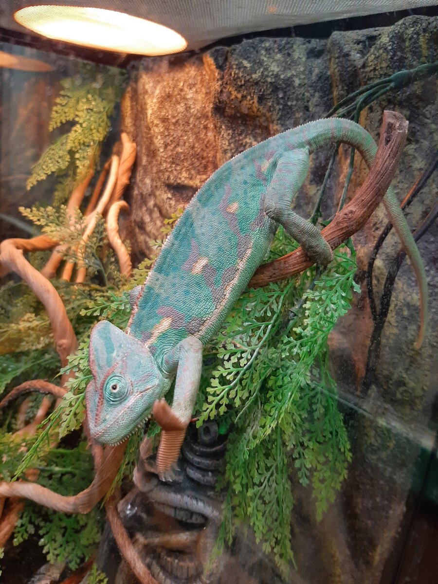 Йеменский хамелеон. "Аптекарский огород", 16.03.2023 