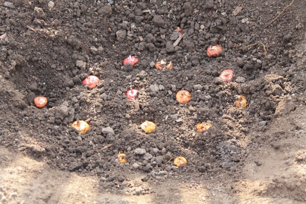  Посадка гладиолусов