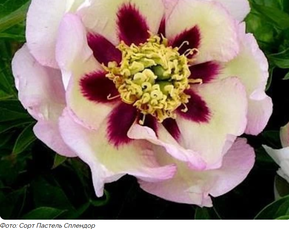 Пионы с роскошными желтыми цветками - описание Ито-пионов и как их ...