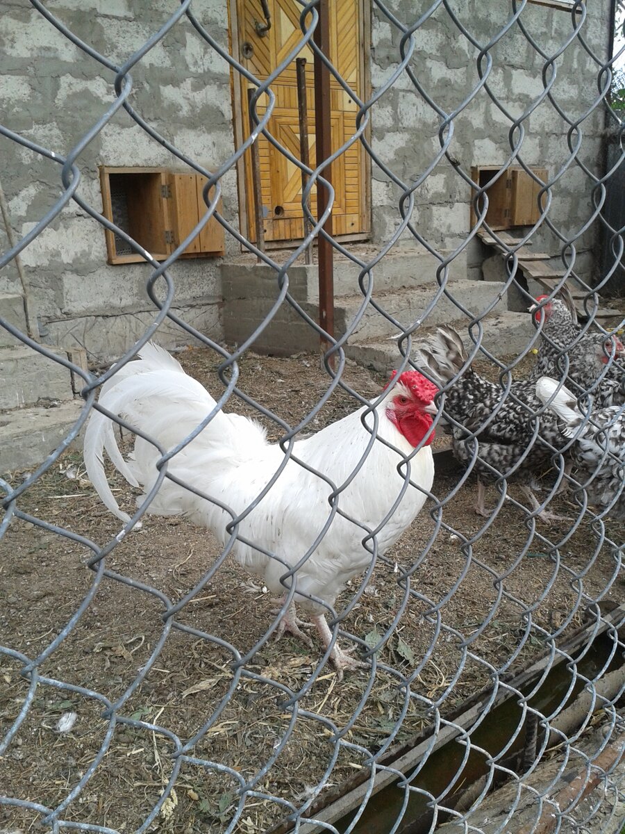 фото автора. Петух Пушкинской породы
