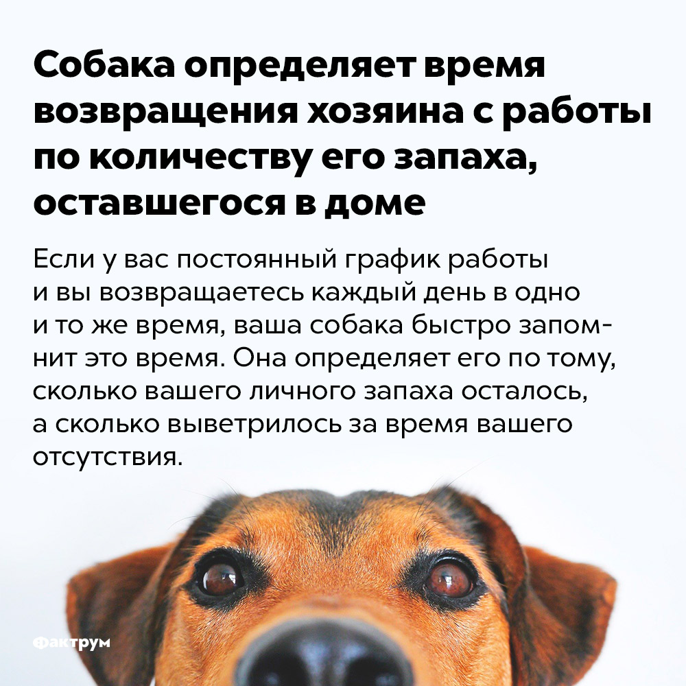 Почему собака пахнет псиной