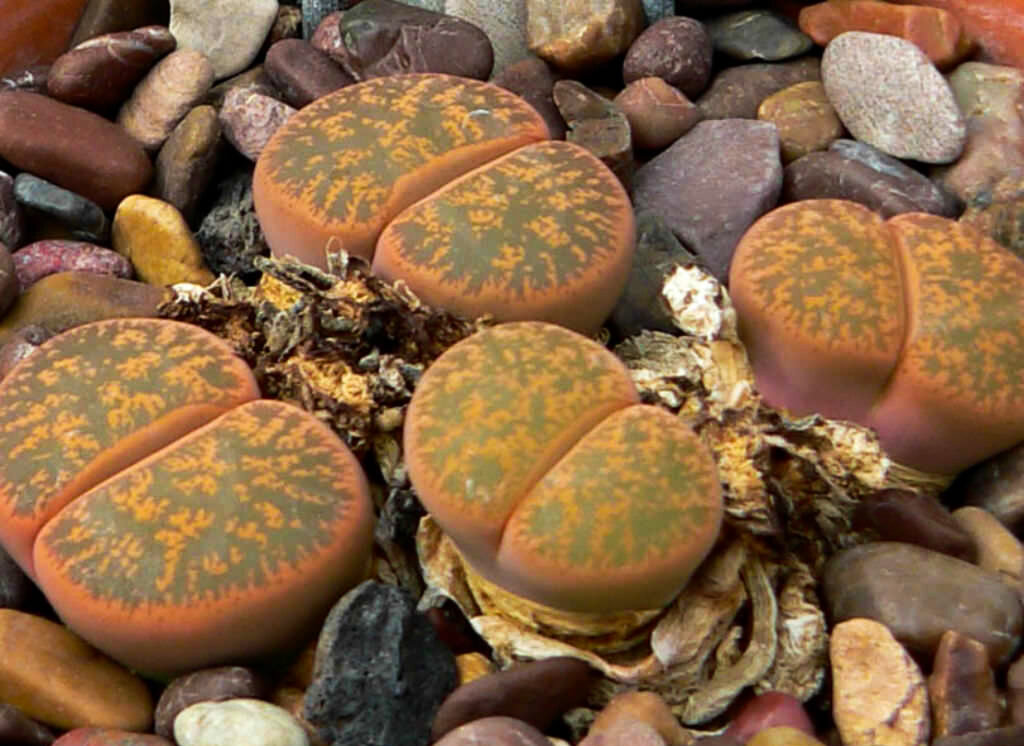 Литопс Лесли в горшках, напоминающие камни