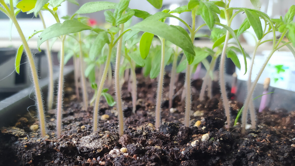 этой рассаде две недели от всходов