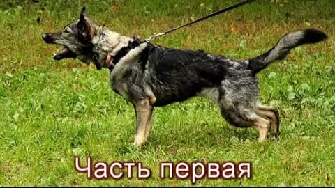 Рукав для дрессировки служебных собак «Police dog» из джута