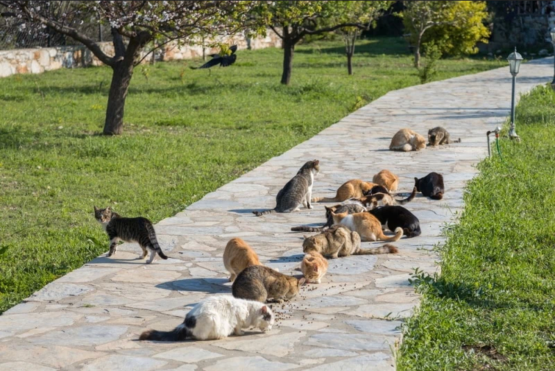 Дикие, уличные кошки