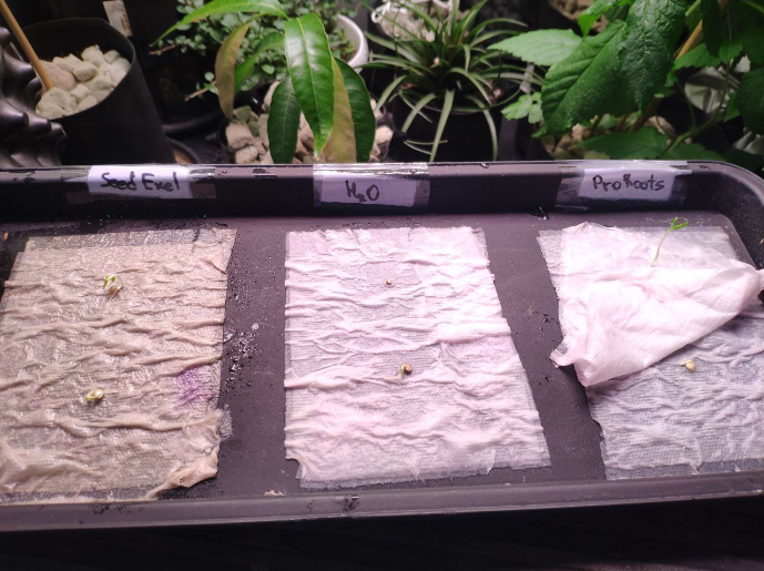 Вы попали в лабораторию Баклажана. Здесь мы наглядно показываем свои эксперименты и делимся результатами с Вами. Это новая рубрика - "Эксперименты". С чего начинается хороший урожай?-22